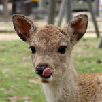 japan&d=nature_deer