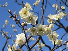 Plum blossoms