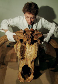 Conserving an Auroch skull