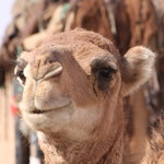 morocco&d=nature_camelids