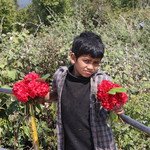 nepal&d=nature_flowers